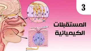 علم الأحياء | المستقبلات الكيميائية ✓ المستقبلات الذوقية .. د.حسن حسين