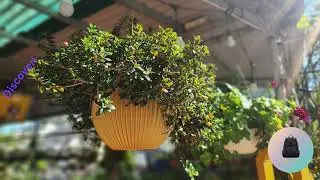 Discovering the Flower Town of Da Lat 🇻🇳 | Vietnam&rsquo;s Dreamy Hill City