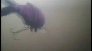 Under water video 10