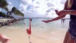 Flamingo Beach Aruba