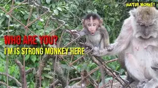 Brave baby monkey