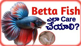 Betta fish care in telugu | How to care Betta fish | Betta Fish Water | in Telugu | Aquarium Fish