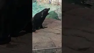 Fresno Chaffee Zoo - California - Seal