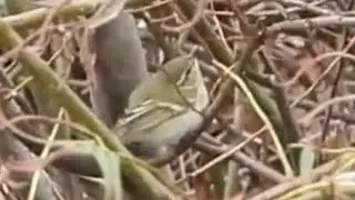 Zeldzaam: Bladkoning / Rare: Yellow-browed Warbler (Phylloscopus inornatus)