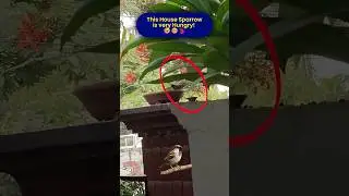 This House Sparrow Eats It All 😲🐤 | Nature's Trail | #shorts #nature #housesparrow #birds