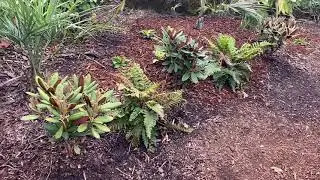 Red rhodos are the best