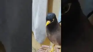 Mayna talking bird #sufibirds #birdsounds #mayna