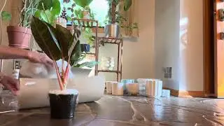 Plant unboxing - Two Aglaonemas from Pita&rsquo;s Planters! 