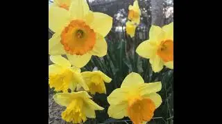 Easter gardening, owls and fulmars