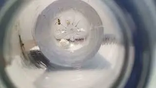 Oecophylla smaragdina (Weaver ant) Queen with her nanitics (09/04/2025)