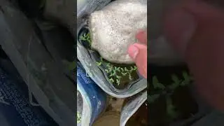The bubble nest of a female betta fish is super 😱giant#bettafishtank #betta