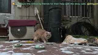 If you encounter stray cats, please help them feel warm in the world