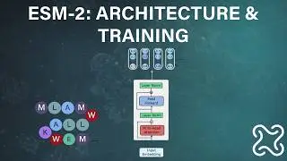 ESM-2 Protein Language Model Explained &ndash; Architecture & Training