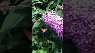 Hummingbird hawk-moth (Macroglossum stellatarum) feeding on buddleja