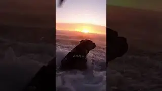 Cane Corso Jumps From Military Helicopter Into Ocean 🚁💦