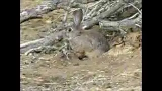 Curso on-line sobre Producci&oacute;n Sostenible de Conejo de Monte