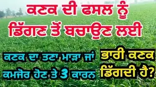 ਕਣਕ ਡਿੱਗਣ ਤੋਂ ਬਚਾਉਣ ਲਈ ਖਾਸ ਨੁਕਤੇ | Reason for wheat crop lodging 
