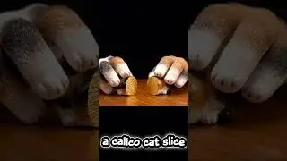 ✨Calico Cat Turns Into Pure Gold?! | Shocking Moment @#CalicoCat @#ViralCats @#AmazingTransformation
