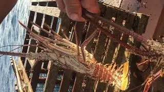 Commercial Lobster Fishing ...Marathon, Florida Keys