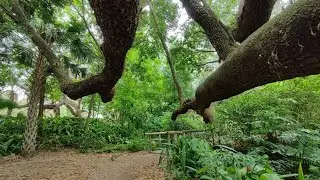 Mayor Carl T. Langford Park & Dickson Azalea Park