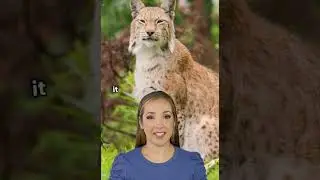 Mind-Blowing Facts About Lynxes - Unlimited Entertainment #shorts #reels #trend #viral #latest #you