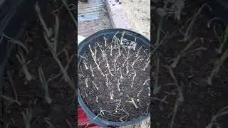 Preparing soil for raised garden beds with a cement mixer.