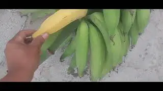 COSECHE UN RACIMO DE PLATANO ART&Oacute;N PARA LA NAVIDAD 