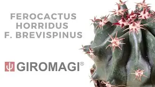 Ferocactus horridus f. brevispinus