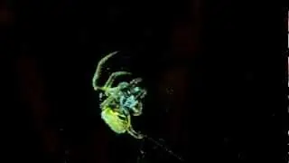 UNKNOWN GLOW IN THE DARK SPIDER CAUGHT ON FILM!!