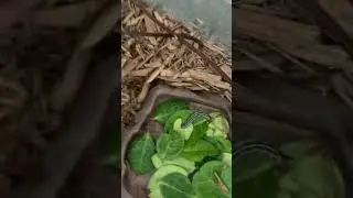 Name ideas plus last video in comments #caterpillar