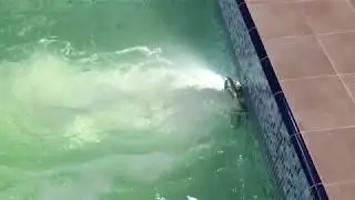 Противоток Pahlen Jet Swim 2000