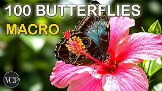 BUTTERFLY REALMS: 100 Macro Butterflies in 4K