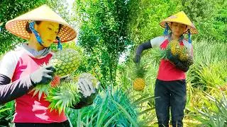 Harvesting Ripe Pineapples for Market Sale | Cooking, Gardening & Peaceful Farm Daily Life