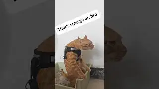 meme kucing absurd #3 #memes #cats #cat #meme