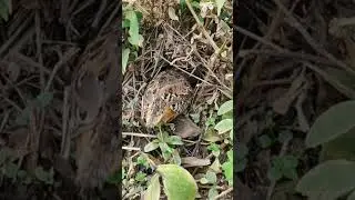 Quail Nest