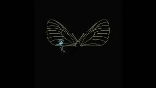 Parnassius Apollo & Trasformata di Fourier