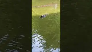 Perfect Pond Pooches 🐸🐶 #dogs #dogsofyoutube #funnydogs #pond #nature #fun #doglover