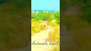 Animals herd قطيع الحيوانات || in desert Thar || #animals #desertanimals #thardesert #animal #thar