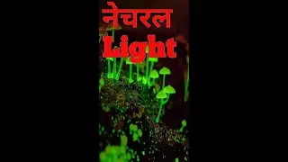 #short-Lighting mushroom? China and India's invention.