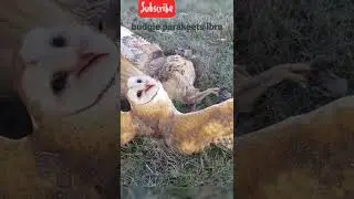 barn owl vs Red tailed hawk in a difficult confrontation