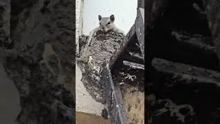 #squirrel #boldness#greenscreen #laliteshpal9082