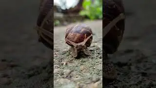 Snail Close-Up 🐌 #snail #snails #closeup #nature #shorts