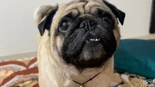 Ninza Technique For Coco 😬 | Coco | Pug | Vlog | Youtube
