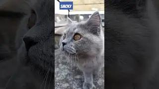 cat walk😻british longhair cat||eliff elsa the persian cat