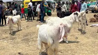 Bhopal Gandhi Nagar Bakra Mandi - 04 May 2025