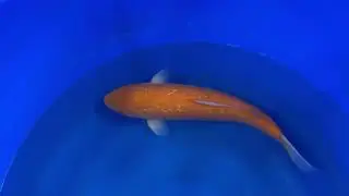 Marusei Ginrin Aka Karashigoi (Sansai) 🐟 50&ndash;51 cm | A2KOI - KOI-7261785
