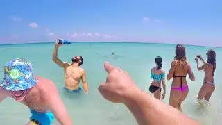 Shark Bait