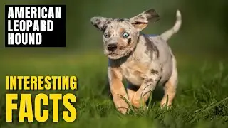 Amazing facts of American Leopard Hound | Interesting Facts | The Beast World