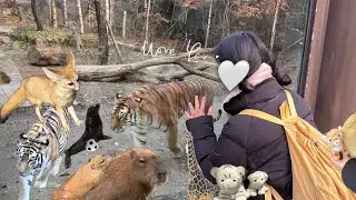 에버랜드 오픈런하고 동심 찾기 | 사파리월드 맨앞줄🍀 | 로스트밸리 | 카피바라🦫 | 직장인 휴일 브이로그 