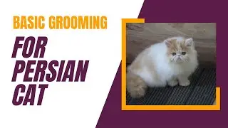 Basic Grooming for Your Persian Cat Before a Bath | Persian cat |